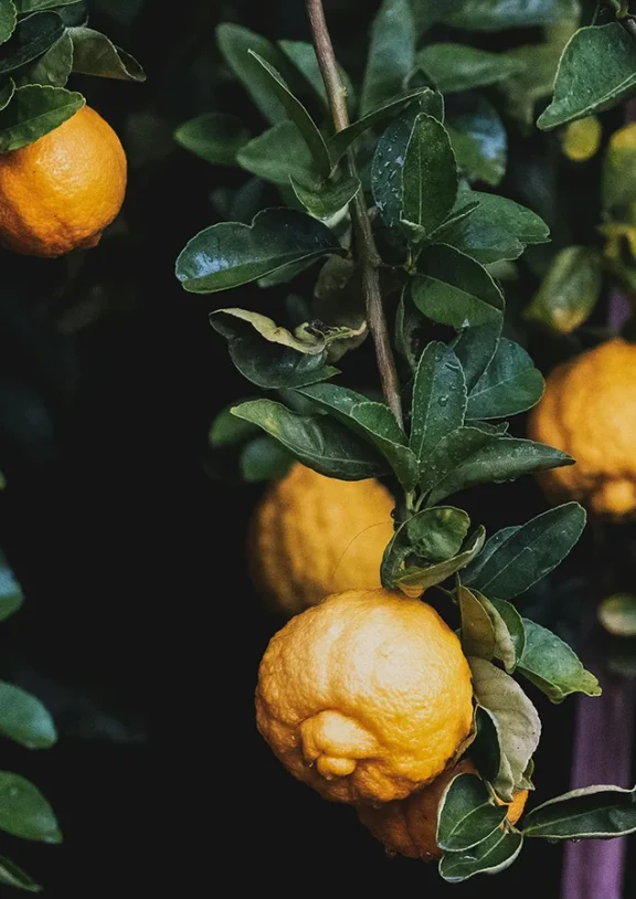 Ballan wrasse climbing gourami amur pike Arctic char, steelhead