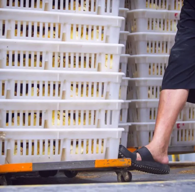We provide efficient broiler farm supply services, ensuring timely delivery of feed and essential materials to support healthy poultry production.