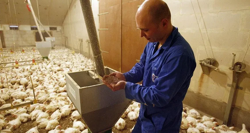 We provide efficient broiler farm supply services, ensuring timely delivery of feed and essential materials to support healthy poultry production.