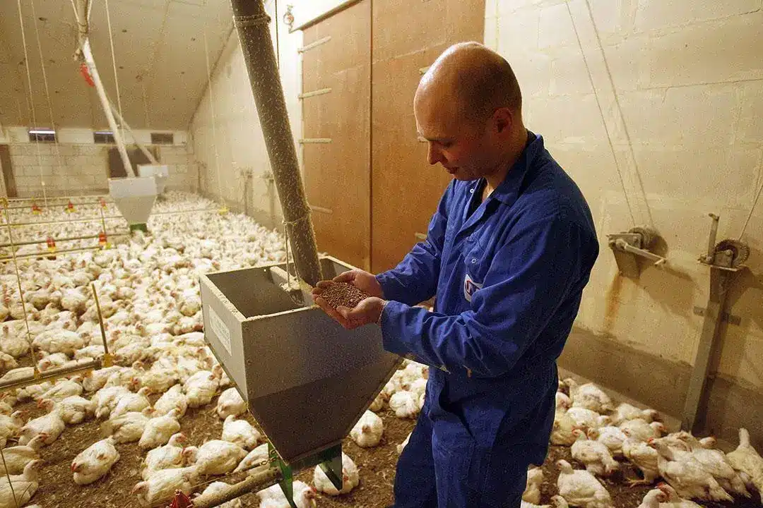 We provide efficient broiler farm supply services, ensuring timely delivery of feed and essential materials to support healthy poultry production.