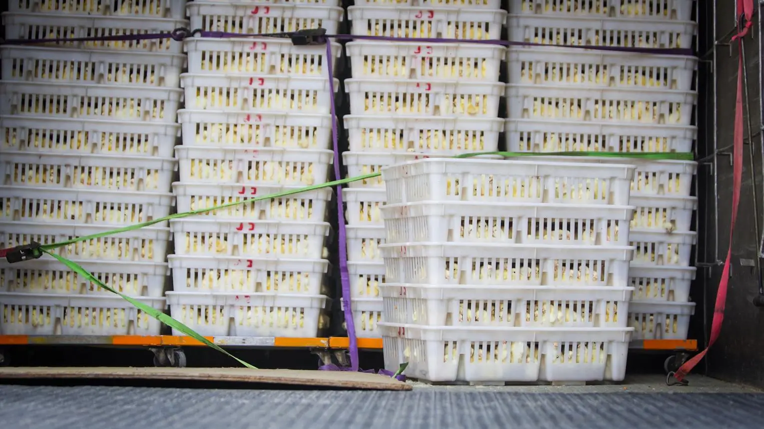 We provide reliable chicks supply services, ensuring safe delivery of healthy and high-quality chicks to poultry farms.