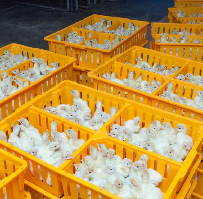 We provide reliable chicks supply services, ensuring safe delivery of healthy and high-quality chicks to poultry farms.