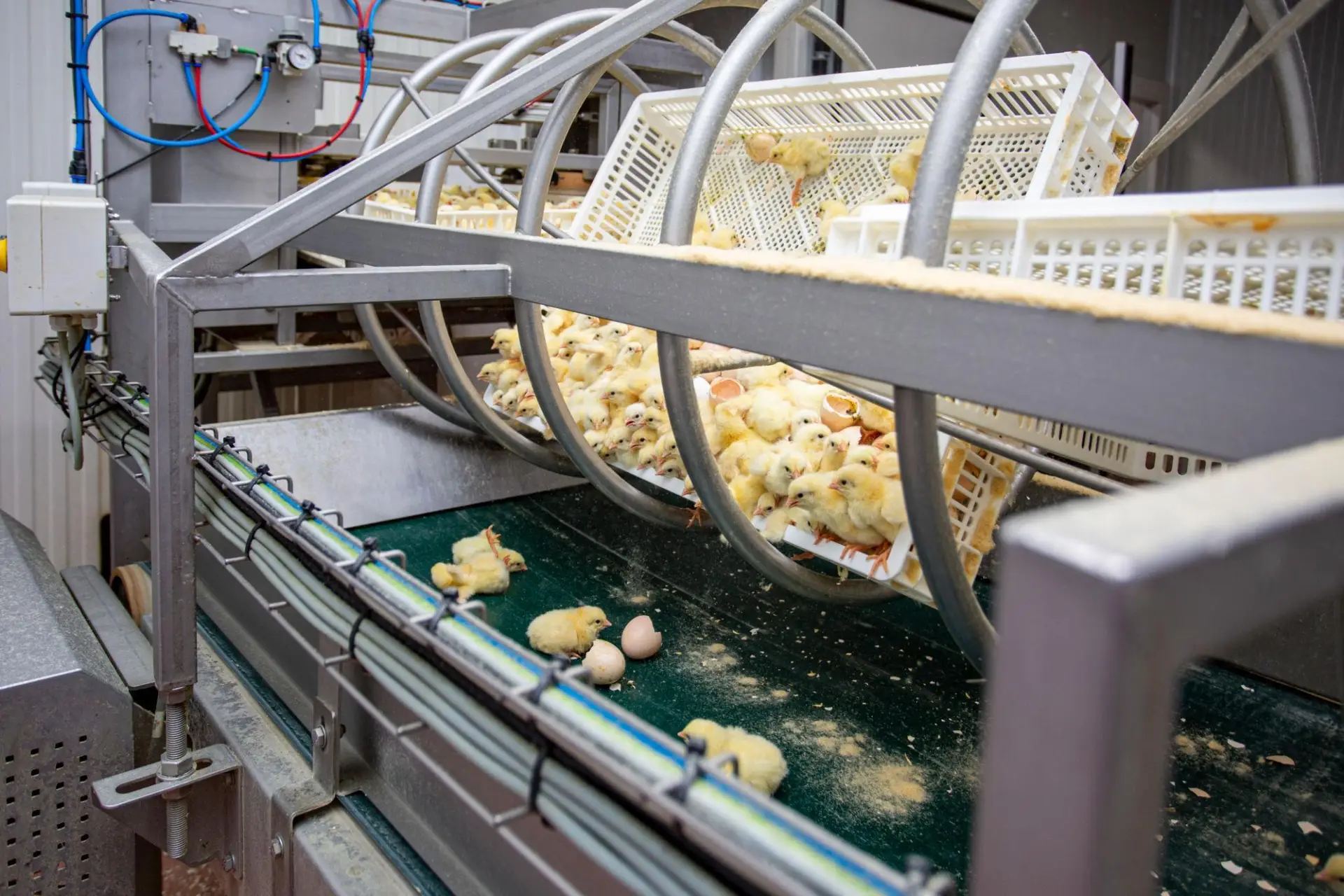 We provide reliable hatchery farm supply services, ensuring safe and timely delivery of essential materials for smooth hatchery operations.