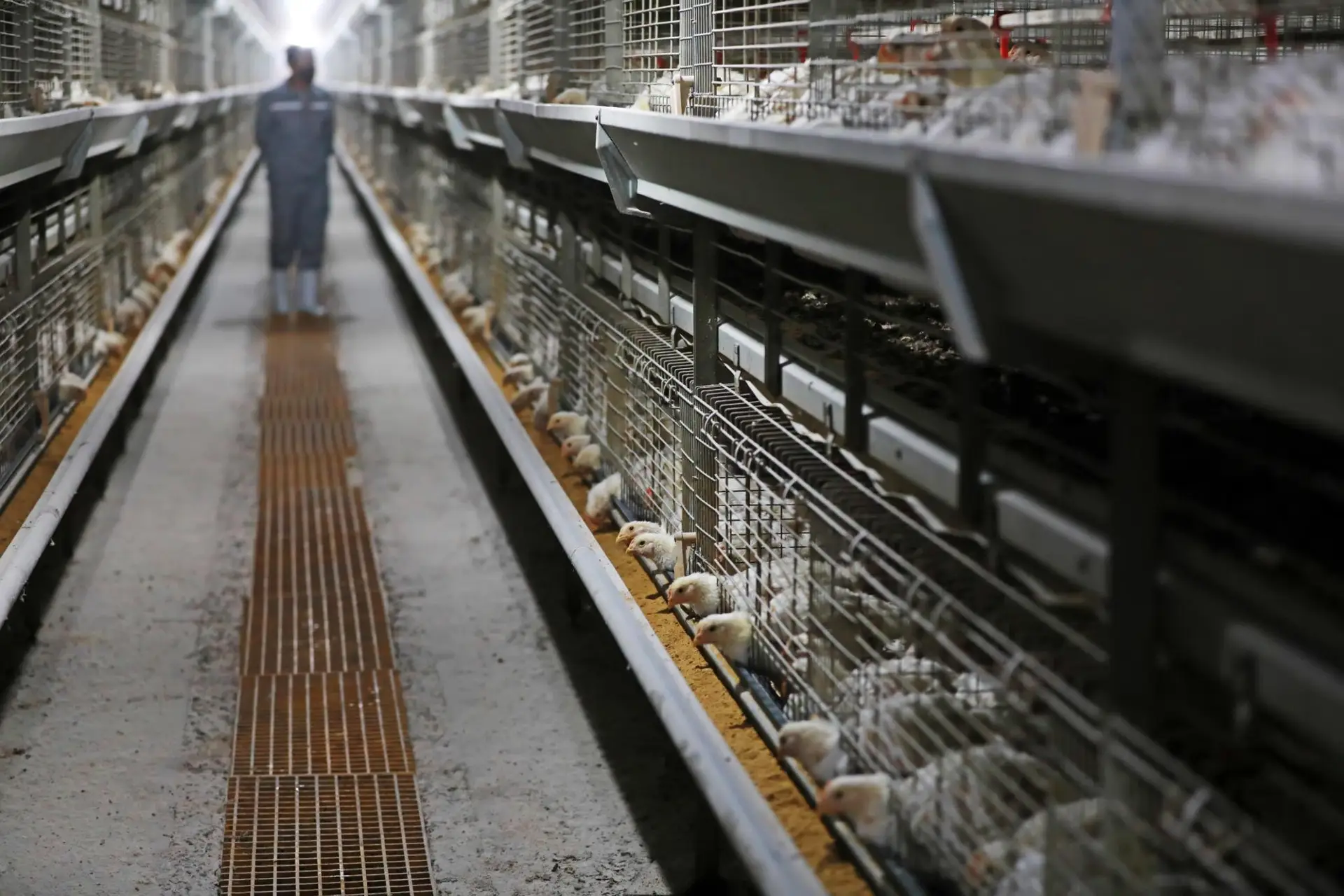 We provide reliable poultry farm supply services, delivering essential materials and feed to farms efficiently across Pakistan.