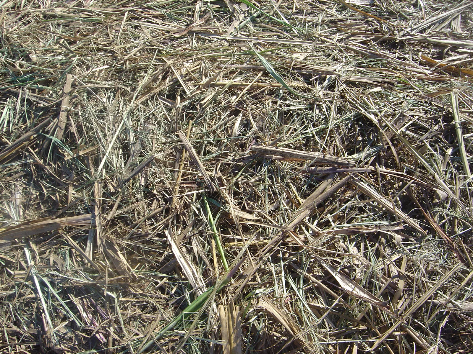 Sugarcane bagasse
