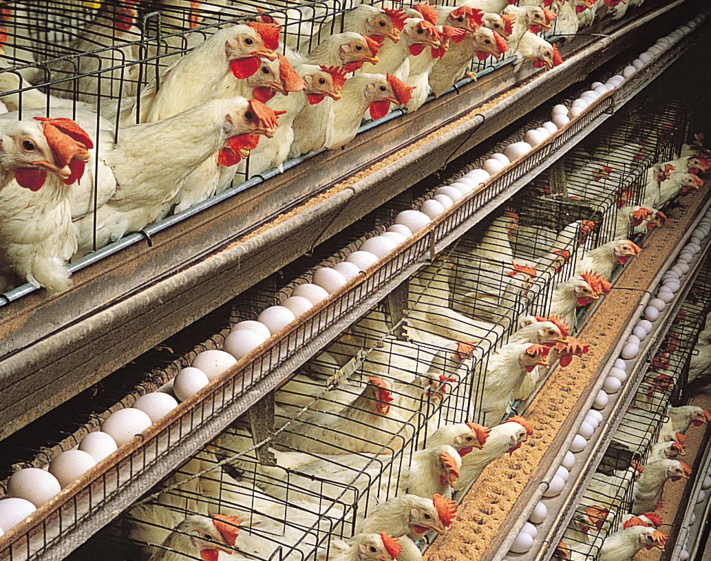 Commercial poultry farm